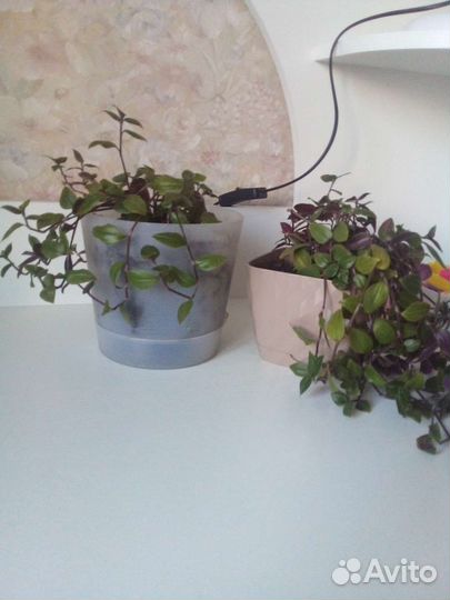 Цветы домашние