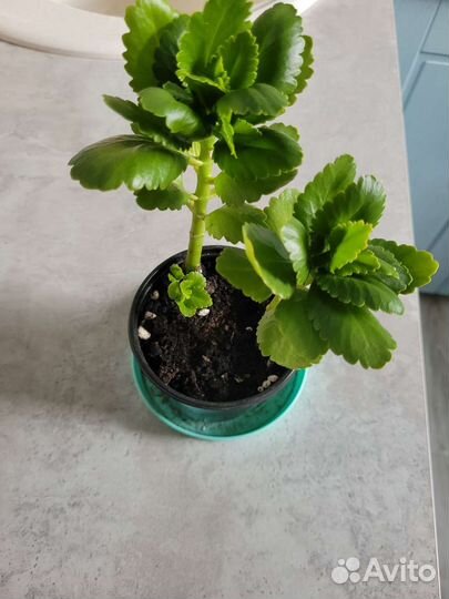 Каланхое жёлтый