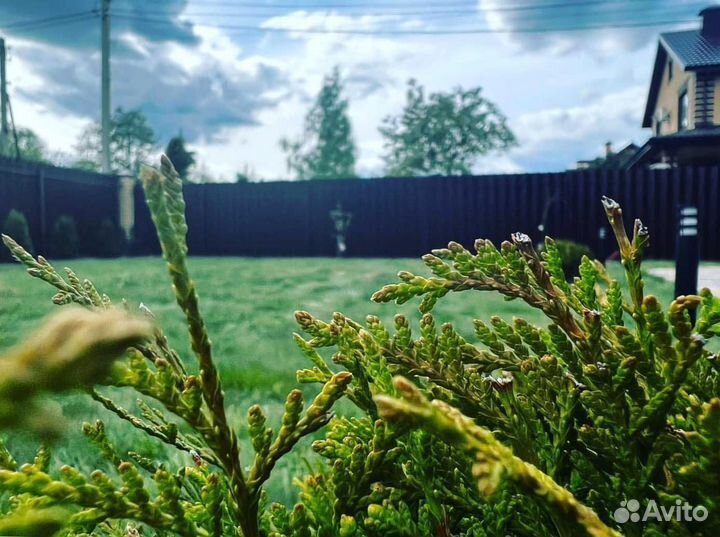 Рулонный газон