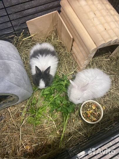 Декоративные кролики с клеткой