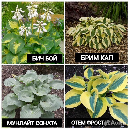 Хоста растение