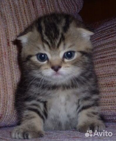 Вязка с опытным котиком