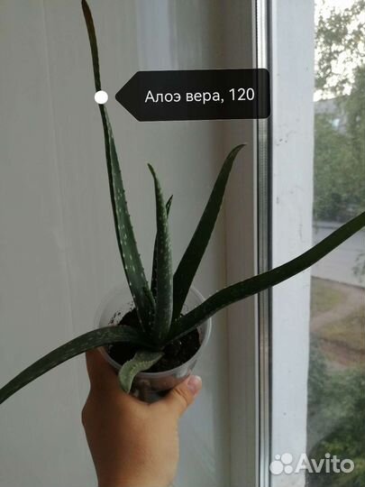 Комнатные цветы