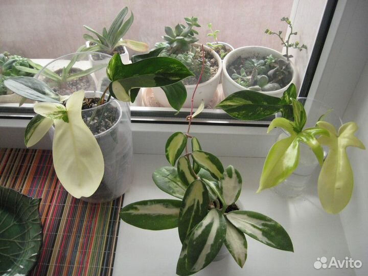 Вариегатные сортовые и редкие растения