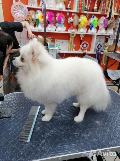 Грумер стрижка собак