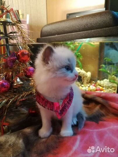 Рэгдолл на подушечку