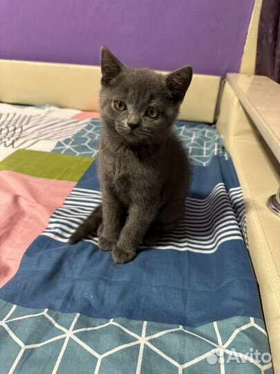 Британская