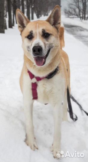 Спасите Макса