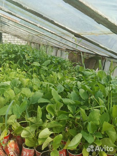 Рассада помидор, перца, баклажанов