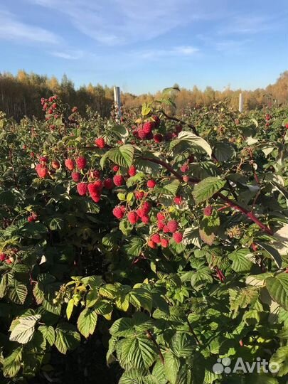 Малина Маравилла (саженцы), оптовое предложение