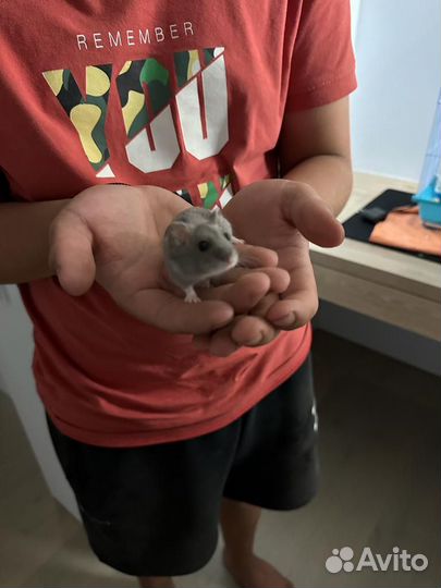 Джунгарский хомяк с клеткой бесплатно