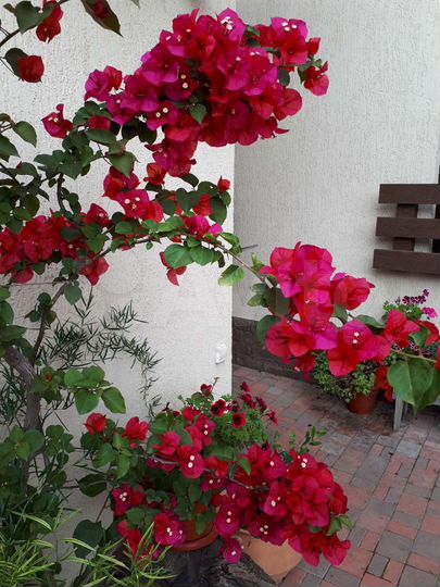 Комната 18 м², 2/3 эт.