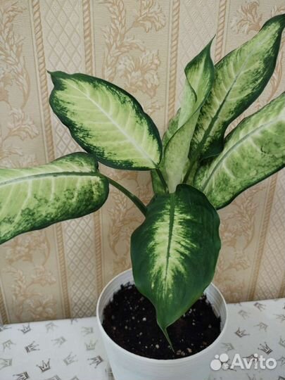 Диффенбахия