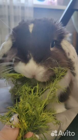 Ручной минилоп до 7июля,потом уезжаю