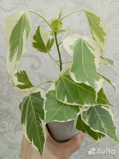 Фикус Румфи вар