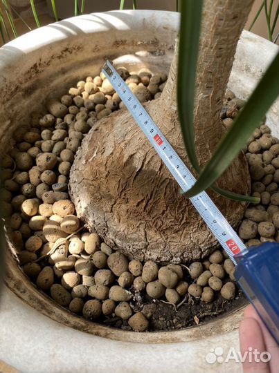 Пальма Бокарнея Нолина 120 см