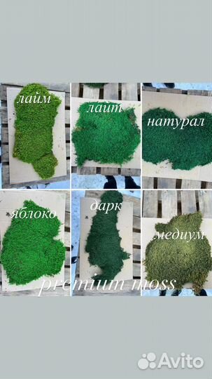 Стабилизированный мох или готовые панно, стены, от