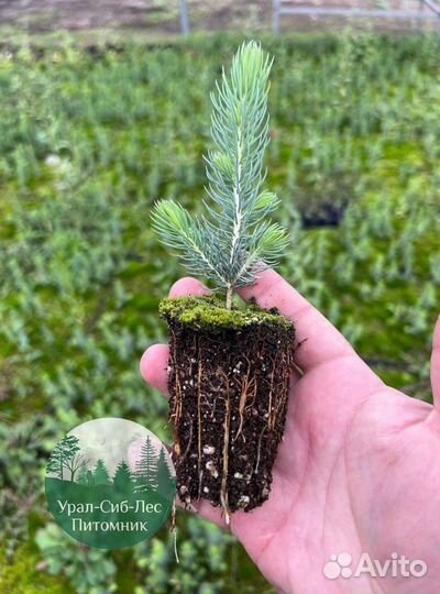 Сеянцы зкс Сосна окс Ель Лиственница Горная