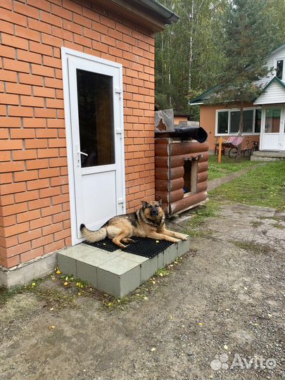 Собака немецкая овчарка в добрые руки