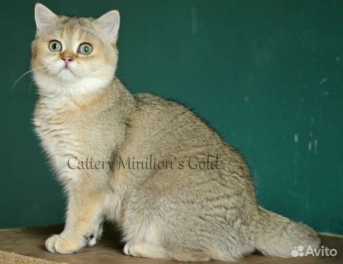 Кошечки в качестве домашних любимцев