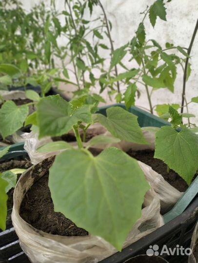 Рассада огурцов,кабачков, тыквы, томатов, цветов