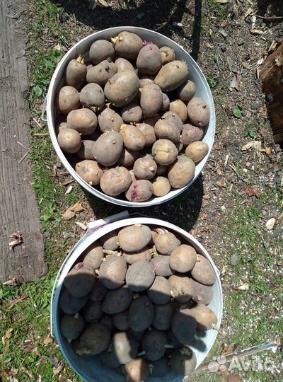 Продам картофель семенной