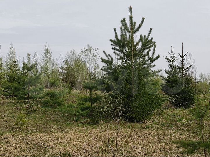 Участок 8 сот. (ИЖС)