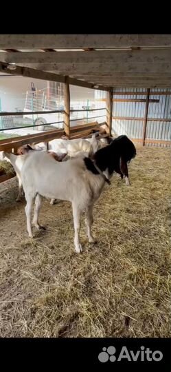 Дойные козы