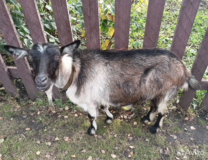 Нубийский козел