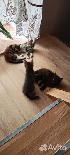 Котята отдам в добрые руки бесплатно