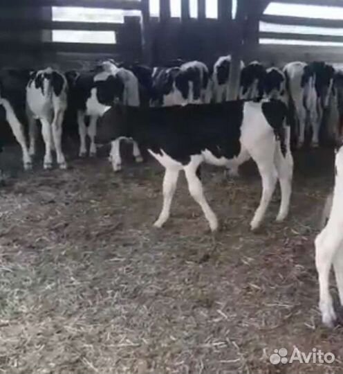 Телята бычки