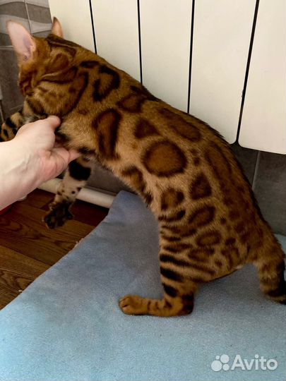 Бенгальские котята