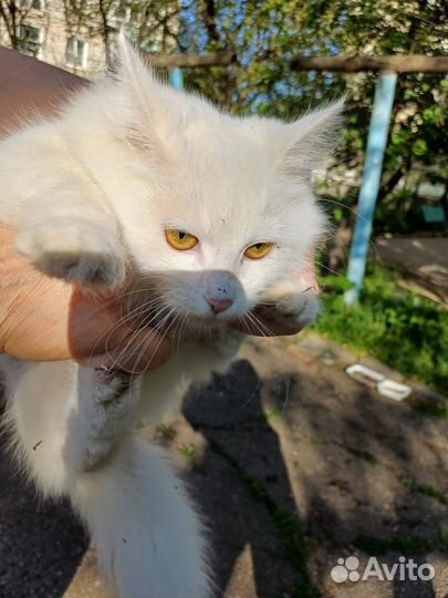 Ангорская кошка