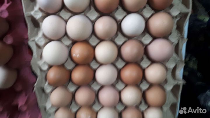 Домашние куриные яйца