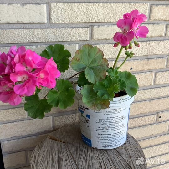 Пеларгония