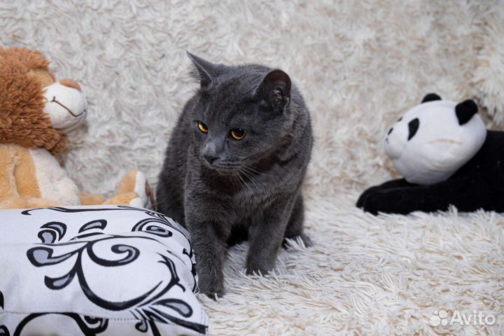 Отдам в добрые руки