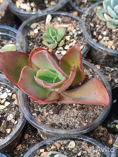 Редкие виды суккулентов