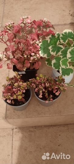 Комнатные цветы, кротон, уличные цветы