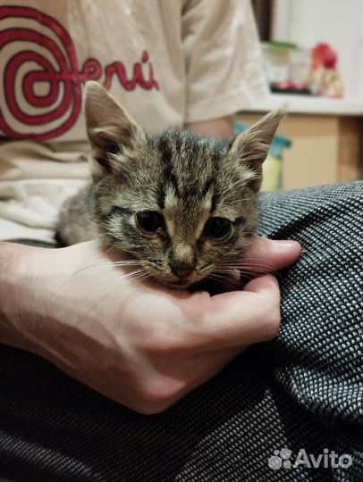 Котенок в добрые руки