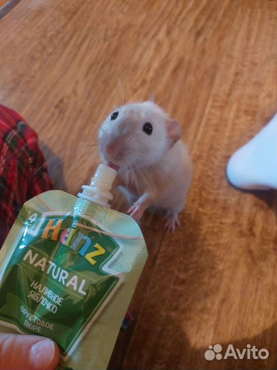 Декоративные крыски