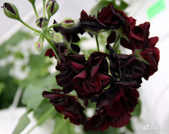 Герань пеларгония плющелистная