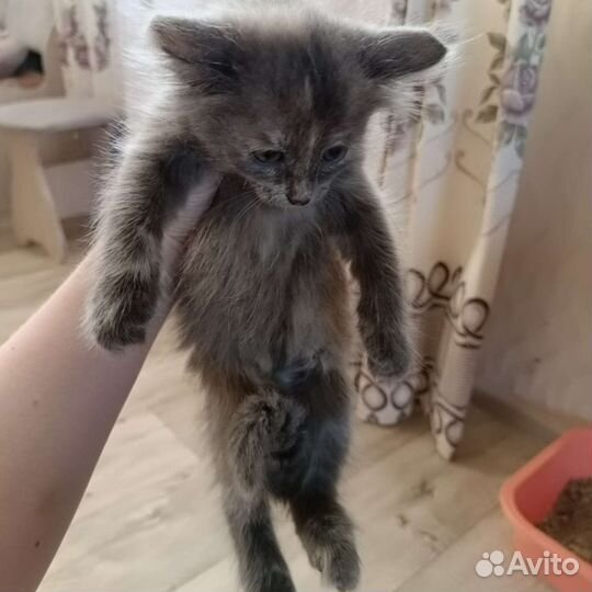 Кошки в добрые руки