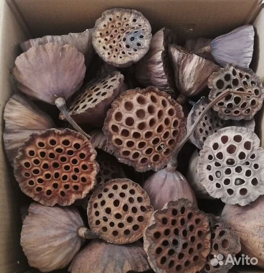 Семена и коробочки лотоса