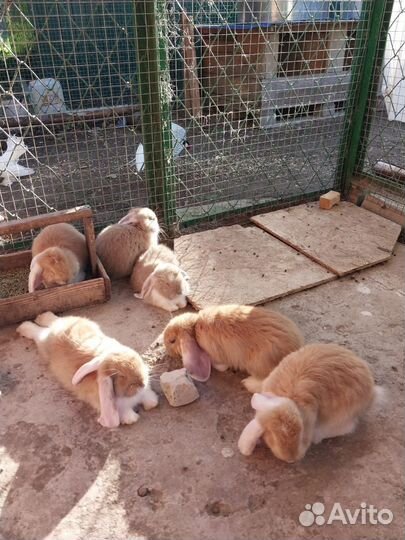 Кролики породы французский баран