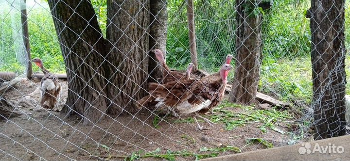 Молодняк индюков узбекской палевой и бронза