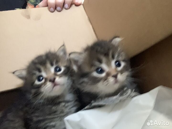 Котята в добрые руки даром