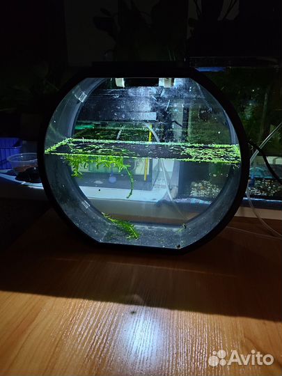 Аквариум
