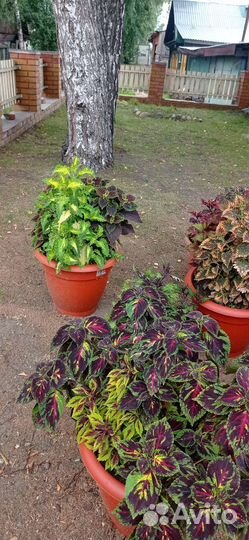 Лилии(на цвету) Растения для сада разные