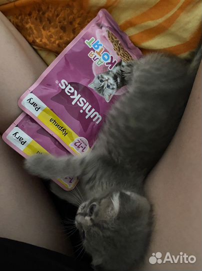 Котята в добрые руки бесплатно
