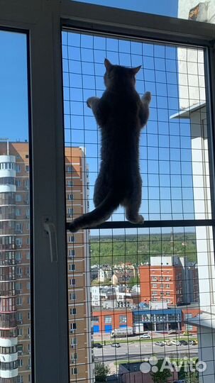 Решетка антикошка на окно